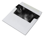 Dog Greeting Cards - Blank Inside - 5.5" x 4.25" -  Available in 12 or 24 Packs