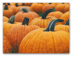 Pumpkins and Gourds Autumn Note Cards - Blank Inside with Envelopes - 5.5"x4.25" - 12 or 24 Packs