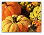 Pumpkins and Gourds Autumn Note Cards - Blank Inside with Envelopes - 5.5"x4.25" - 12 or 24 Packs