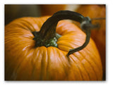 Pumpkins and Gourds Autumn Note Cards - Blank Inside with Envelopes - 5.5"x4.25" - 12 or 24 Packs