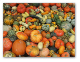 Pumpkins and Gourds Autumn Note Cards - Blank Inside with Envelopes - 5.5"x4.25" - 12 or 24 Packs