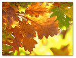 Fall Leaves Cards - Blank Inside with Envelopes - Available in 12 or 24 Packs