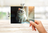 Sunlit Cat Photography Note Cards - 12 or 24 Count - Blank Inside with White Envelopes - A2 Size 5.5" x 4.25" - Perfect for Cat Lovers, Birthdays, Thank You Notes, and Everyday Use