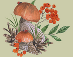 Watercolor Mushroom Note Cards 12 or 24 Count - Blank Inside with Envelopes - A2 Size 5.5" x 4.25"