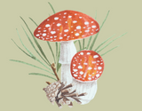 Watercolor Mushroom Note Cards 12 or 24 Count - Blank Inside with Envelopes - A2 Size 5.5" x 4.25"