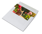 Sunlit Cat Photography Note Cards - 12 or 24 Count - Blank Inside with White Envelopes - A2 Size 5.5" x 4.25" - Perfect for Cat Lovers, Birthdays, Thank You Notes, and Everyday Use