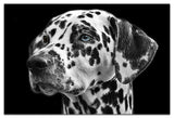 Dog Greeting Cards - Blank Inside - 5.5" x 4.25" -  Available in 12 or 24 Packs