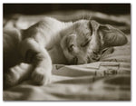 Sleeping Kitten Note Cards - Blank Inside - 5.5"x4.25" - Available in 12 or 24 Packs