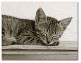 Sleeping Kitten Note Cards - Blank Inside - 5.5"x4.25" - Available in 12 or 24 Packs