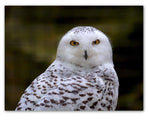 Owl Greeting Cards with ID on back - Blank Inside with Envelopes - 5.5" x 4.25" - Available in 12 or 24 Packs