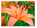 Spring Flowers Greeting Cards - Blank Inside - 5.5"x4.25" - Available in 12 or 24 Packs
