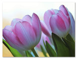 Spring Flowers Greeting Cards - Blank Inside - 5.5"x4.25" - Available in 12 or 24 Packs