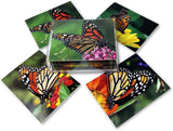 Monarch Butterfly Greeting Cards - Blank Inside - 5.5"x4.25" - Available in 12 or 24 packs.