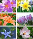 Small World Greetings Spring Flowers Notecards - Blank Inside with Envelopes - A2 Size 5.5" x 4.25" - Floral Stationery - All Occasion Birthday, Thank You, and More