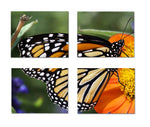 Small World Greetings Monarch Butterfly 4-Piece Unframed Wall Art - Four 8”x10” Prints - Frames Not Included