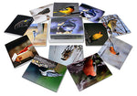 Song Bird Greeting Cards With Identification Card - Blank Inside- 5.5" x 4.25"(A2) - 12 or 24 Packs