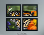 Monarch Butterfly Unframed Wall Art - Four 8x10 Photo Gallery Collage