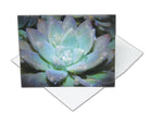 Succulent Greeting Cards - Blank Inside with Envelopes - 5.5"x4.25" - 12 or 24 Packs