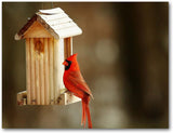 Cardinal Greeting Cards - 4 Designs - Blank Inside 5.5"x4.25" - Available in 12 and 24 Packs