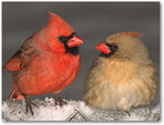 Cardinal Greeting Cards - 4 Designs - Blank Inside 5.5"x4.25" - Available in 12 and 24 Packs