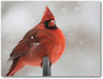 Cardinal Greeting Cards - 4 Designs - Blank Inside 5.5"x4.25" - Available in 12 and 24 Packs