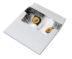 Cat Greeting Cards - Blank Inside with Envelopes - 5.5"x4.25 -  Available in 12 or 24 Packs