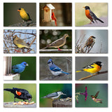 Small World Greetings Midwest Backyard Bird Note Cards With Identification Card-Blank Inside with White Envelopes-A2 Size 5.5" x 4.25"