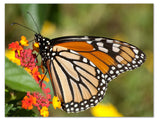 Monarch Butterfly Greeting Cards - Blank Inside - 5.5"x4.25" - Available in 12 or 24 packs.