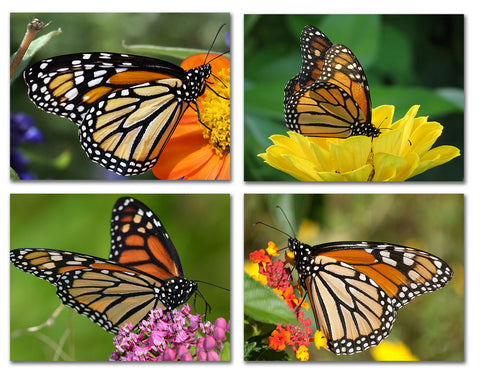 Small World Greetings Monarch Butterfly Note Cards-Blank Inside with White Envelopes-A2 Size 5.5" x 4.25"-Summer Greeting Cards-Nature Stationery-Birthday, Thank You, and Much More