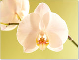 Orchid Stationery
