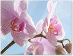Orchid Note Cards