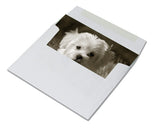 Puppy Greeting Cards - Blank Inside - 5.5"x4.25" - Available in 12 or 24 Packs