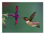 Hummingbird Note Cards- Blank Inside with White Envelopes - A2 Size 5.5" x 4.25"