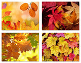 Small World Greetings Fall Leaves Cards 12 or 24 Count - Blank Inside with Envelopes - A2 Size (5.5”x4.25”) - Thanksgiving, Autumn Events, Halloween, and More