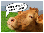 Small World Greetings Moo-chas Gracias Cow Thank You Cards - Blank Inside with White Envelopes - A2 Size 5.5" x 4.25"