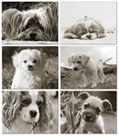 Small World Greetings Puppy Notecards - Blank Inside with Envelopes - A2 Size (5.5”x4.25”) - All Occasions