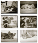 Small World Greetings Sleeping Kitten Cards - Blank Inside with White Envelopes - A2 Size 5.5" x 4.25" - All Occasion