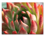 Succulent Greeting Cards - Blank Inside with Envelopes - 5.5"x4.25" - 12 or 24 Packs