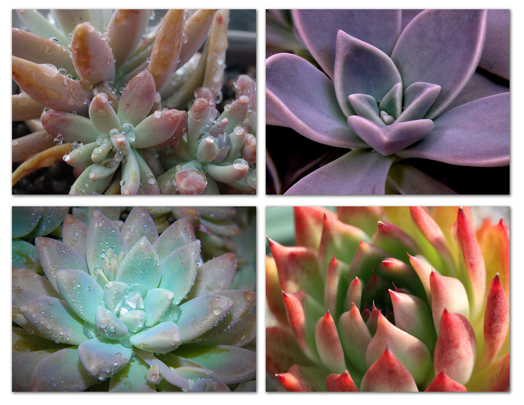 succulent greeting cards Small World Greetings Succulent Cards 24 Count - Blank Inside with White Envelopes - A2 Size 5.5" x 4.25"